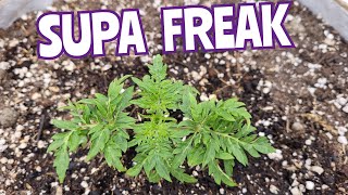 GROW GARAGE - FREAKSHOW & SUPAFREAK & DUCKFOOT w/MARSHYDRO