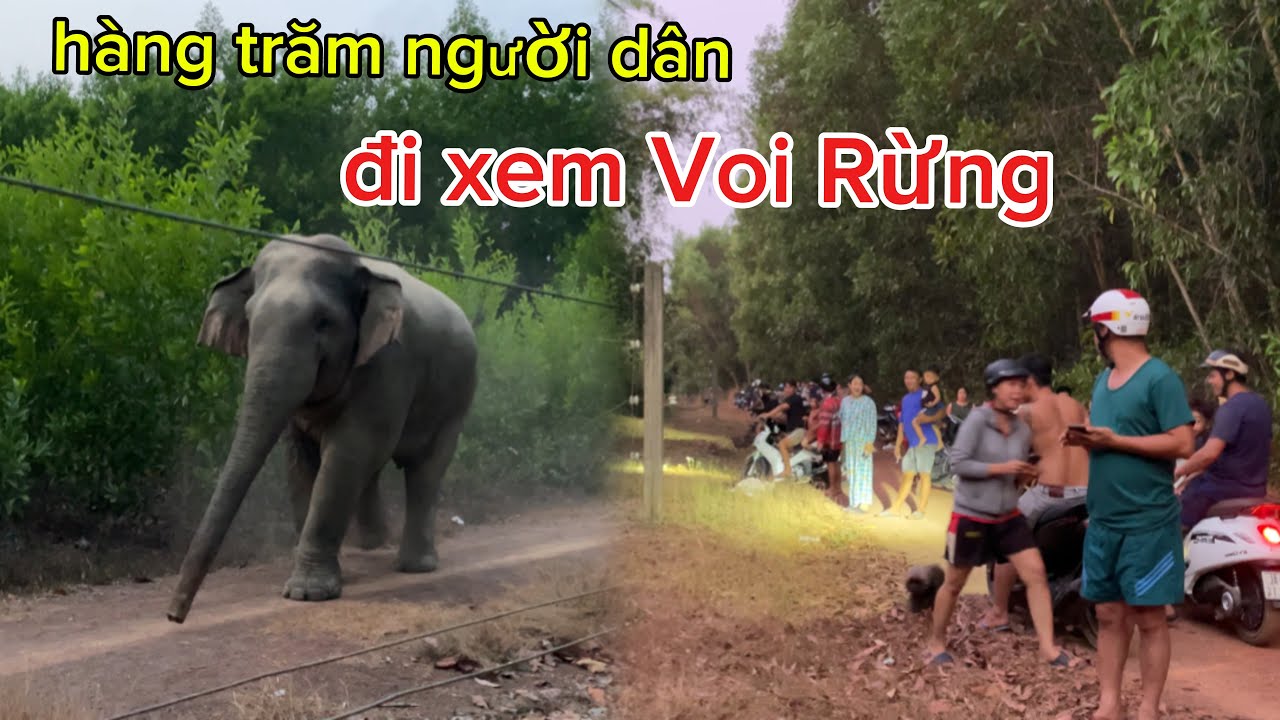 Hàng Trăm Người Dân Hiếu Kỳ Tụ Tập Xem Voi Rừng Xuất Hiện
