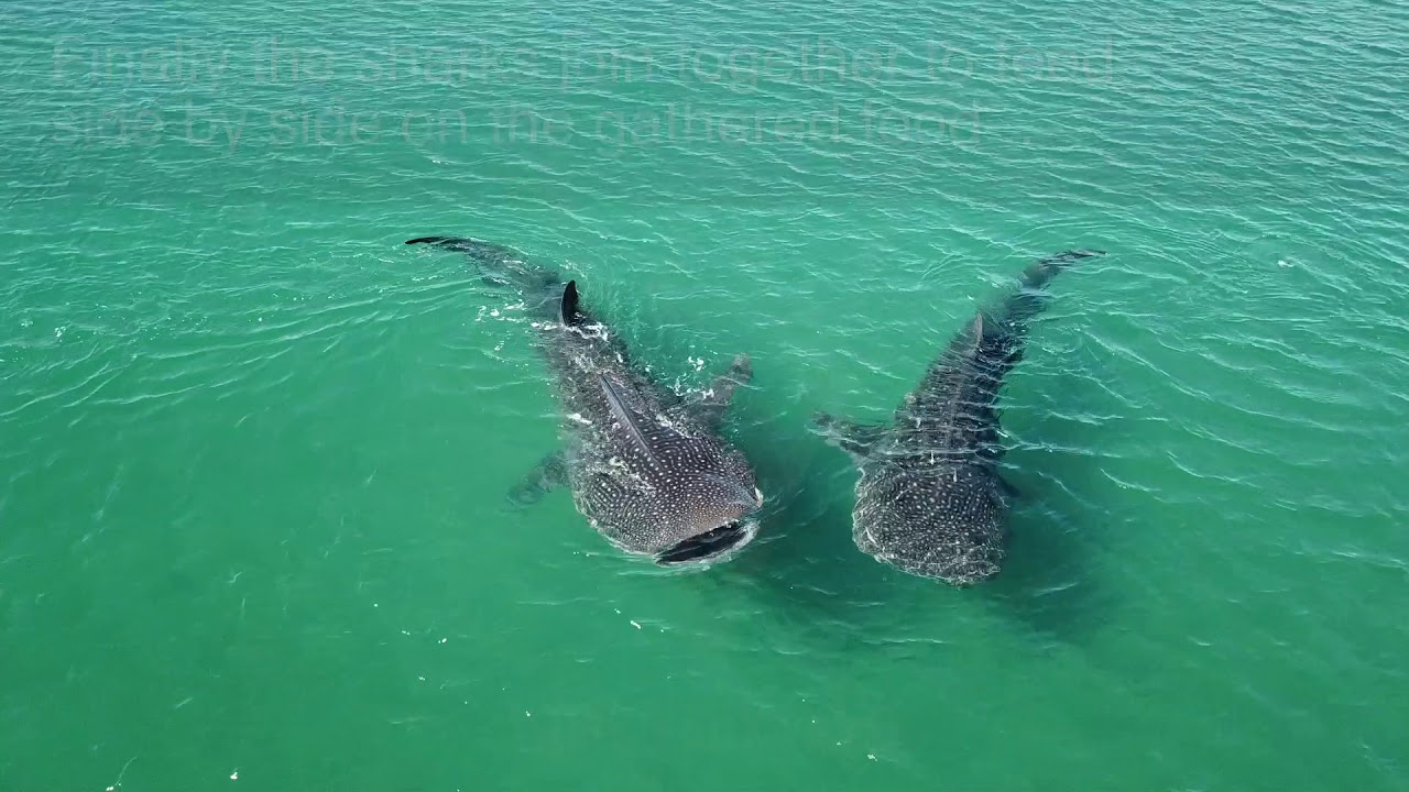 Cooperative Feeding of Whale Sharks Caught on Camera