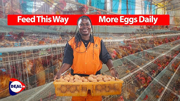 How to Feed Layer Chickens for Maximum Egg Production & Profit | Vet Oliver