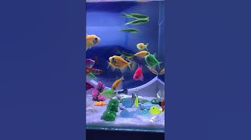 Fish / Cá vàng bơi #concá #cácảnh #bethuysinh #cávàng #shotrs