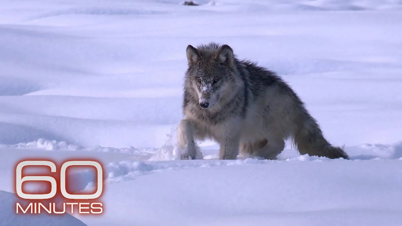 ⁣The wolves of Yellowstone | 60 Minutes Archive