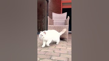 Cat loop transition #shorts