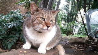 大きな野良猫ちゃんは爪磨ぎも豪快だった。