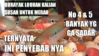 penyebab burayak ikan louhan susah bewarna merah | kenapa ikan louhan susah bewarna merah