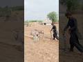 الفلاح يحرث الأرض باستخدام الحمير