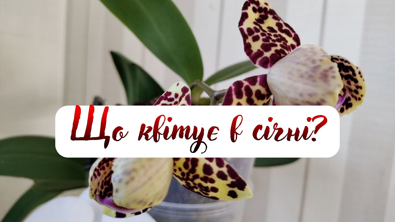 Зимове квітування моїх орхідей💕😘👍