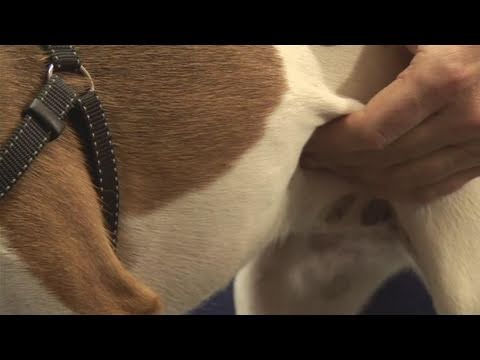 how-to-become-a-dog-breeder