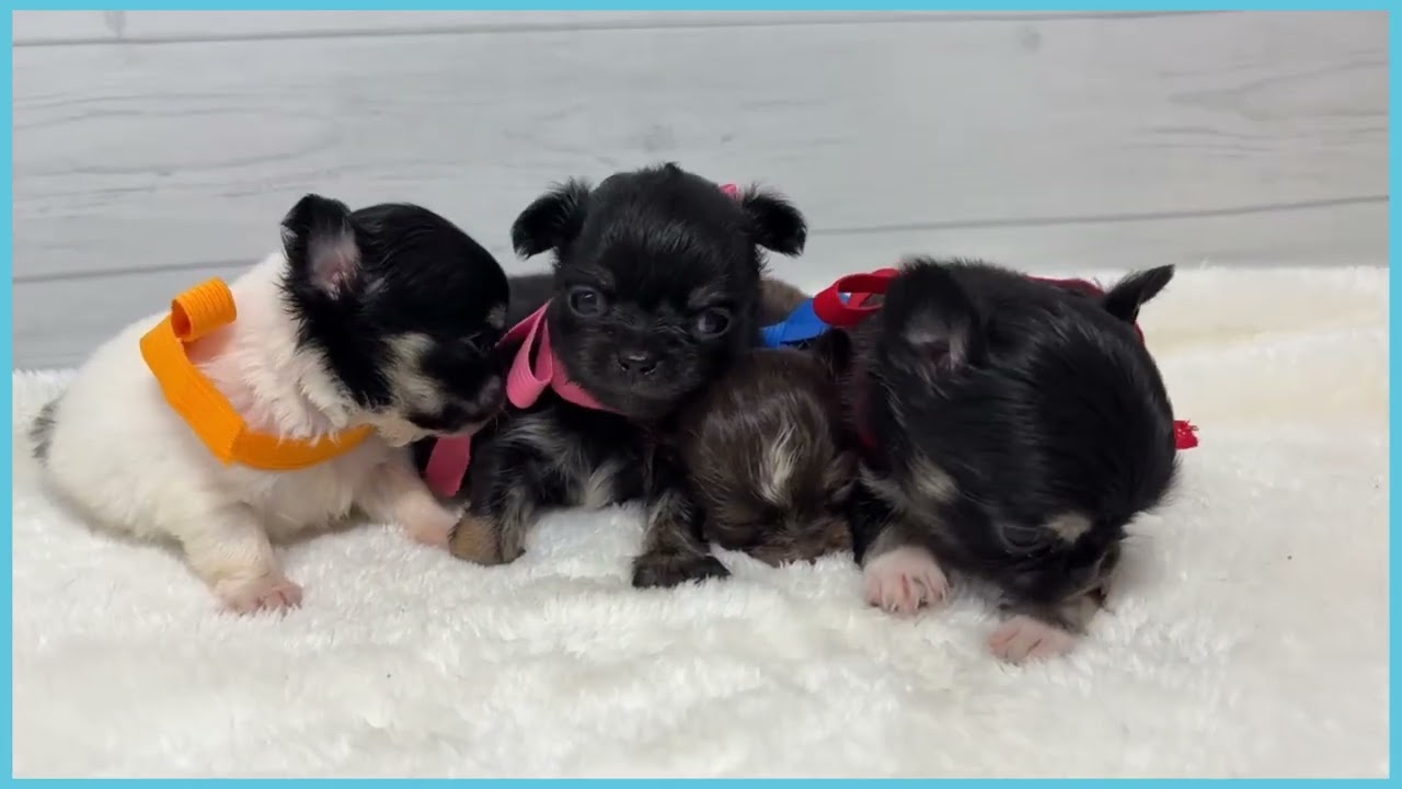 743867 チワワ（ロングコート） - YouTube