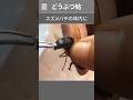 一生外に出られないのに、スズメバチを支配し続ける虫