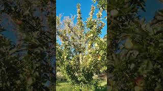 Ballarat Apples #apples #fruit #trees # #garden #flowers #gardening#nature