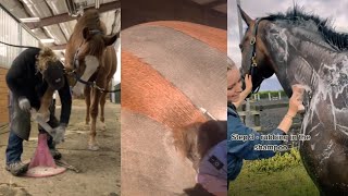 THE MOST SATISFYING EQUESTRIAN TIKTOKS pt 4