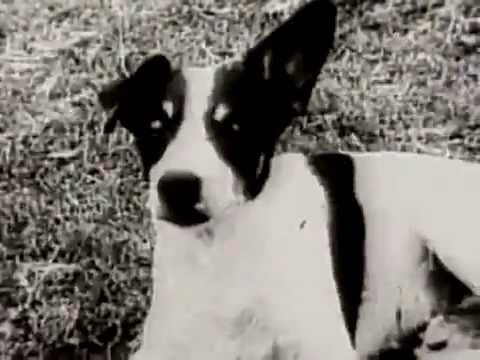 A História do Cachorro Biriba-Botafogo