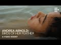 Video essay: “Andrea Arnold: Birds of Her Feather”