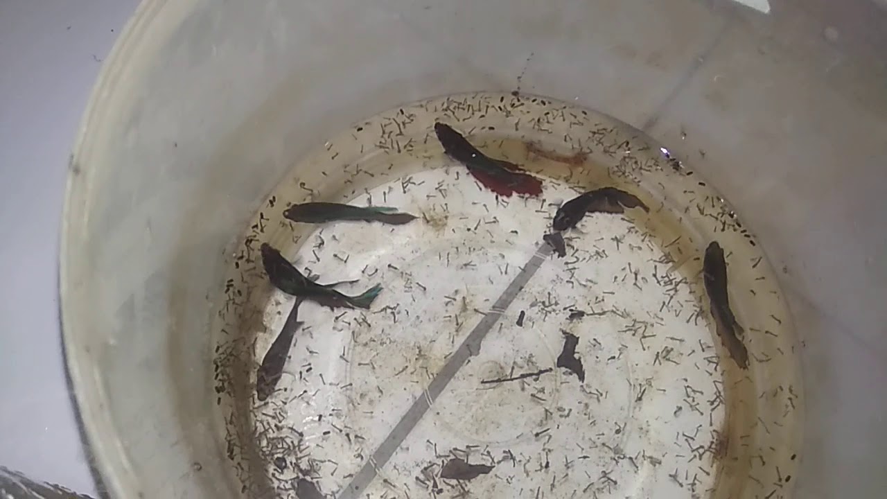 Cara memberi makan ikan dengan jentik nyamuk.harus habis 