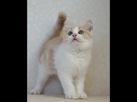 ブリティッシュショートヘアー子猫 British Shorthair 2025.1.21産まれ クリーム&ホワイト 男の子 シーダキャット猫のお店