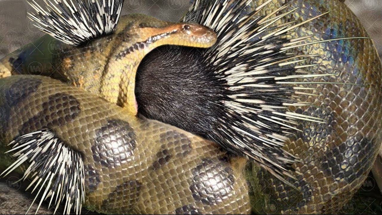 Proserpine Python Top 10 Preys Python Doesn't Want to Confront - Why Is It Dangerous To ...