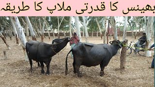 بھینس کے قدرتی ملاپ کا طریقہ || Animal Informer Tv