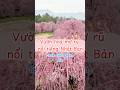 Lạc vào vườn mơ rũ nổi tiếng Nhật Bản ở tỉnh Mie #ngocvanga #cuocsongnhatban #suzukaforestgarden