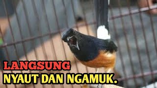 Siulan Murai Batu Hutan Ampuh Memancing Agar Murai Batu Lain Gacor Dan Emosi,Murai Batu fighter.