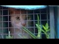 Cat Hoarding Case in Wyoming