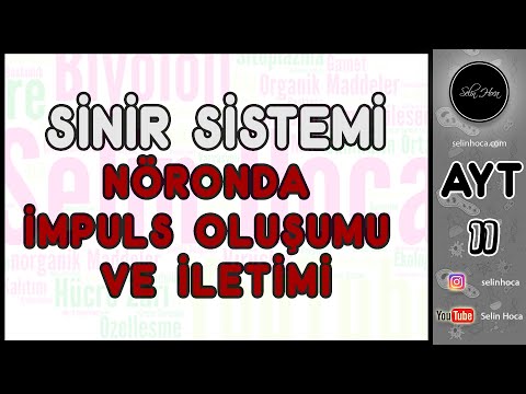 2) Sinir Sistemi - Nöronda İmpuls Oluşumu ve İletimi