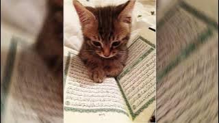 LAGU INSYA ' ALLAH SPEED UP✨ VIRAL FYP TIKTOK 📸