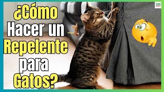 ¿COMO HACER UN REPELENTE NATURAL PARA GATOS?