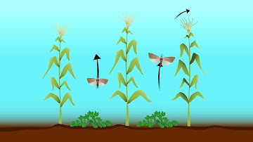 Climate-smart Push-pull System for Stem Borer Management in Maize in Swahili (accent from Kenya)