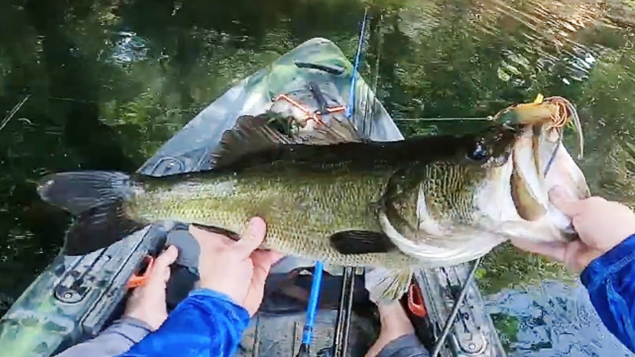 Six Pound Bass Breaks Through the Cheese to eat the Pad Crasher ( Lady