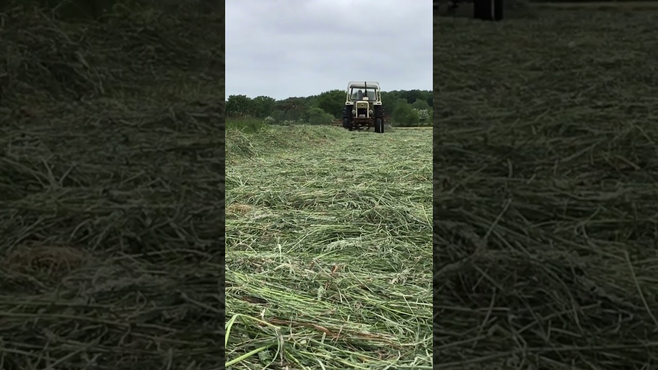 David Brown 990 - historic tractor at work in Germany ... with a slightly "Apocalypse Now" feeling?!