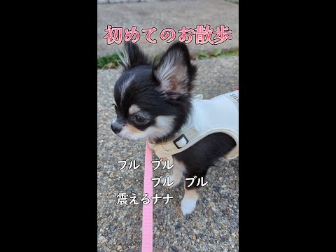 【ロングコートチワワ】　はじめてのお散歩
