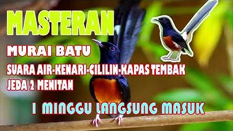 MASTERAN MURAI BATU JEDA 2 MENIT SUARA AIR-KENARI-CILILIN-KAPAS TEMBAK link mp3 ada di deskripsi