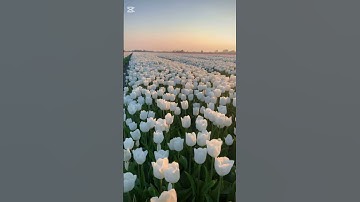 آية الكرسي بصوت عذب يلامس القلب | تلاوة خاشعة للشيخ ماهر المعيقلي🌹