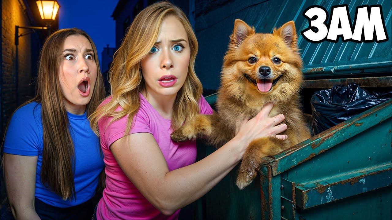 WE FOUND A LOST DOG IN A DUMPSTER AT 3 AM… - YouTube