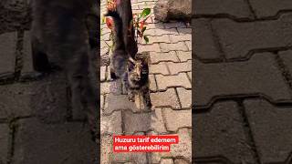 Kedi Ailemize Yaş Mama Şöleni.