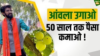 gooseberry farming: इस खेती में सिर्फ 50 हजार रुपये लगाकर 50 साल तक लाखों कमा सकते हैं ! | Kisan Tak