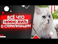 Всё что нужно знать о стерилизации кошек