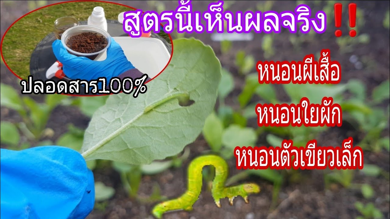 สูตรป้องกันหนอนกินใบ ระยะเผาขน‼🐛หนอนใยผัก,หนอนตัวเขียวเล็ก หนอนชอนใบ ในสวนอินทรีย์ ด้วยวิธีง่ายๆ