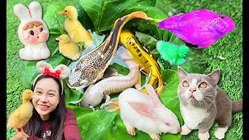 Bạn Cá Và Hanale và Các Con Vật, Con Mèo, Con Cá, Con Thỏ, Cá Koi, Con Cua, Con Vịt Dễ Thương