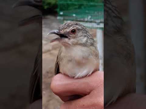 Cigun loro limo rasa cililin durasi panjang