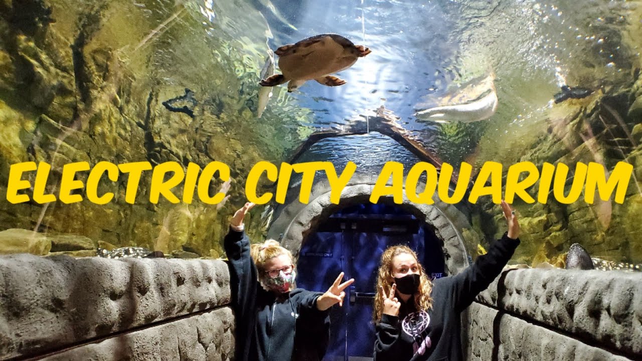 Electric City Aquarium! YouTube