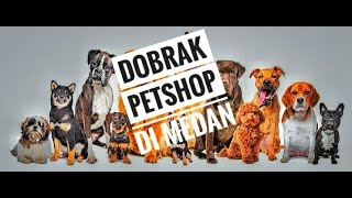 DOBRAK PETSHOP DI MEDAN, ADA BANYAK JENIS ANJING !!!