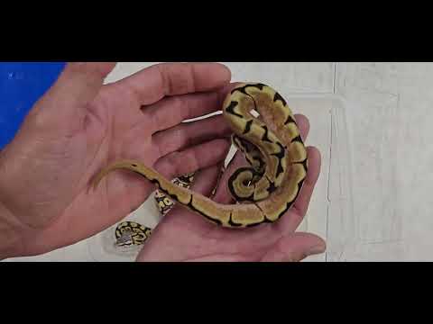 Ball Python Clutch 2026-13 Update 