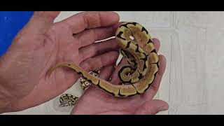 Ball Python Clutch 2026-13 Update 