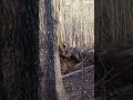 Tackling a tree that has a hole in the base, is rotten, and more concerning is close to the site