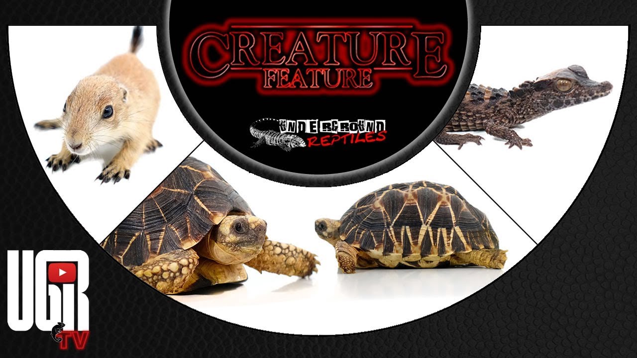 prairie dog food Creature Feature 5/3/19