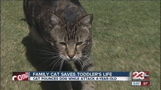 Famous Unexpected hero does not 'paws' for a  minute Wealth