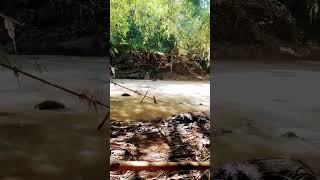  sibolang Lagi Mencari Susuh Sejenis Tutut Sawah