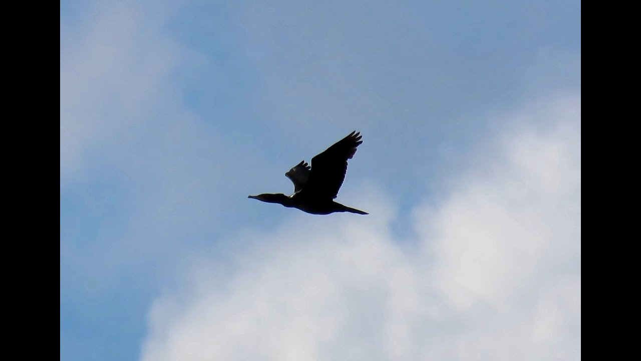 1844. Kormorán malý, Pygmy cormorant, Zwergscharbe, Dwergaalscholver, Kormoran mały, Cormoran pygmée